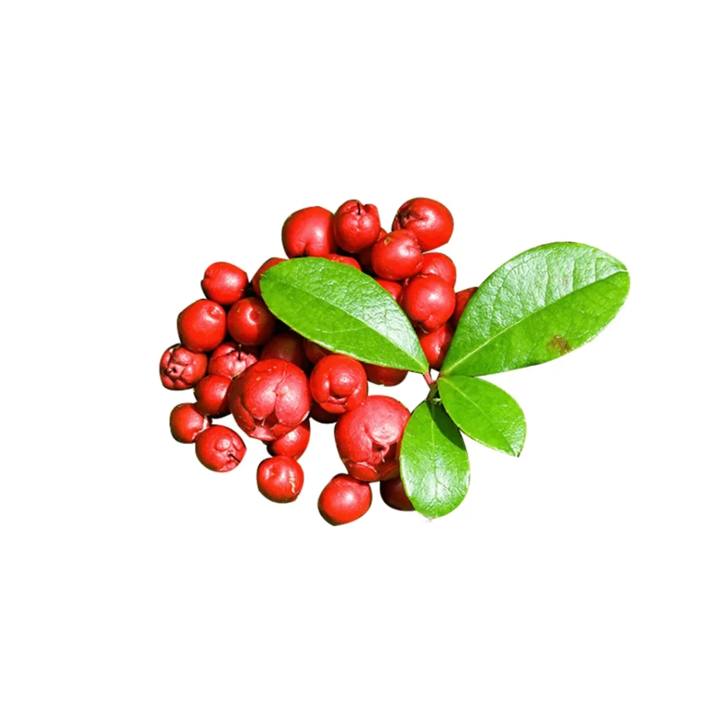 Gandhapura-image (1)