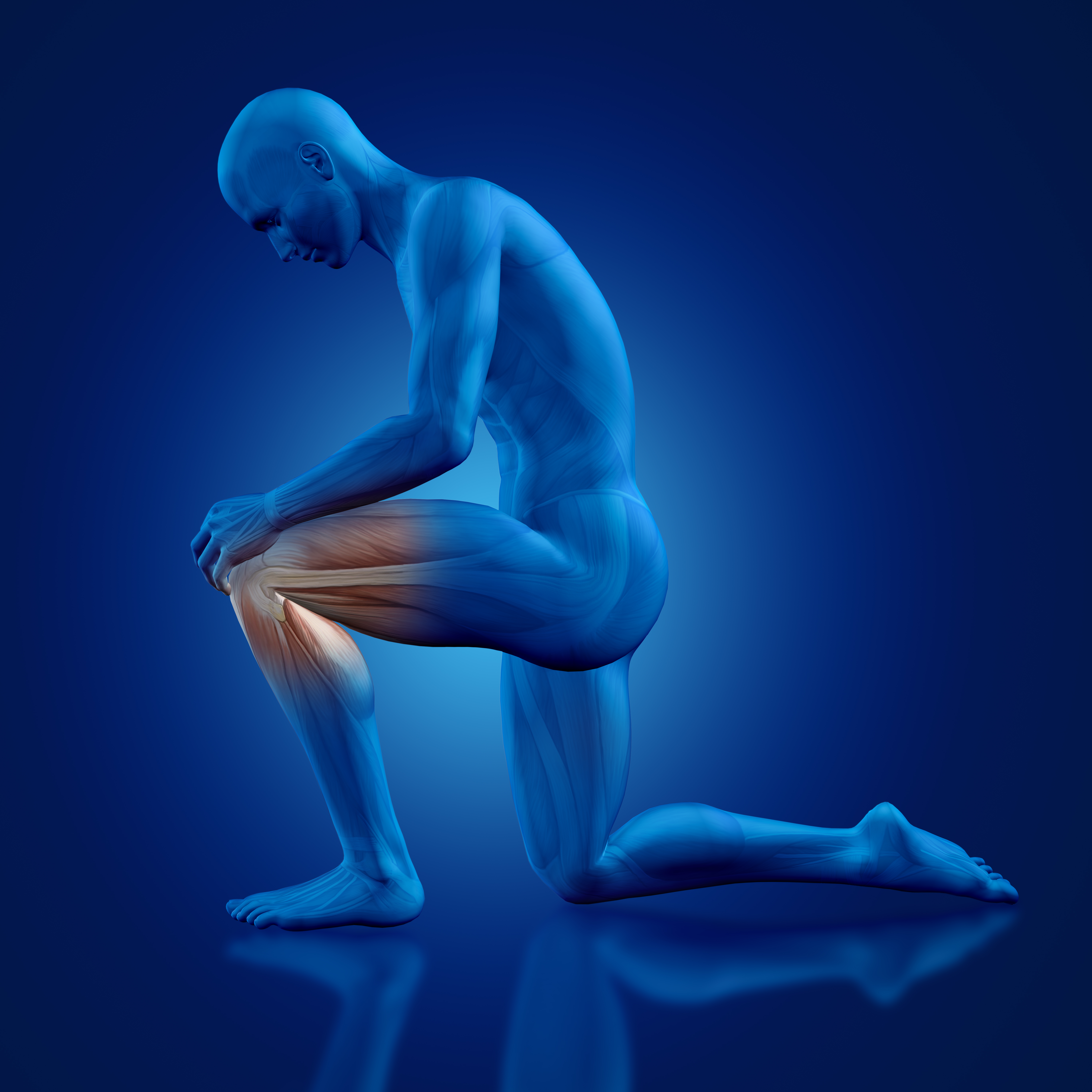 3D render of a male medical figure holding knee with partial muscle map